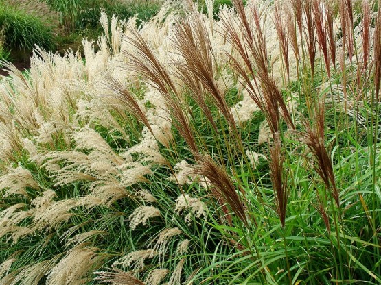 Florida-Landscaping-Grasses | Baker Environmental Nursery