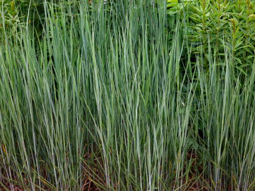 Panicum virgatum &lsquo;Heavy Metal&rsquo; &ndash; Heavy Metal Switchgrass