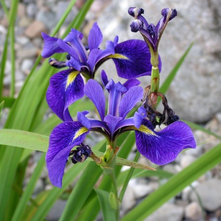 Iris versicolor – Northern Blue Flag Iris | Baker Environmental Nursery