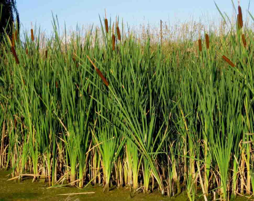 Cattail lake plants information