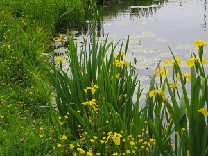 Iris pseudacorus – Yellow Flag Iris | Baker Environmental Nursery