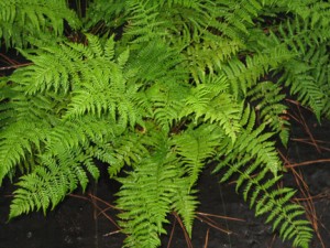 Athyrium fillix-femina var. asplenoides – Southern Lady Fern | Baker ...