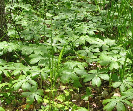 Podophyllum peltatum – Mayapple | Baker Environmental Nursery