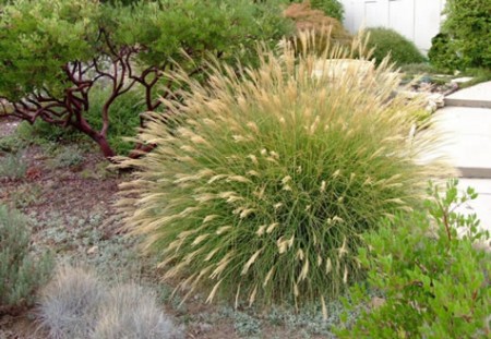 Miscanthus Sinensis ‘little Kitten’ – Dwarf Maiden Grass 