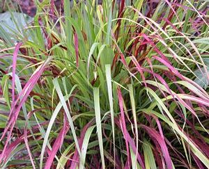 Red Switchgrass (Panicum virgatum &lsquo;Rotstrahlbusch&rsquo;) with vibrant red and green foliage, suitable for native landscaping and ecological restoration projects.