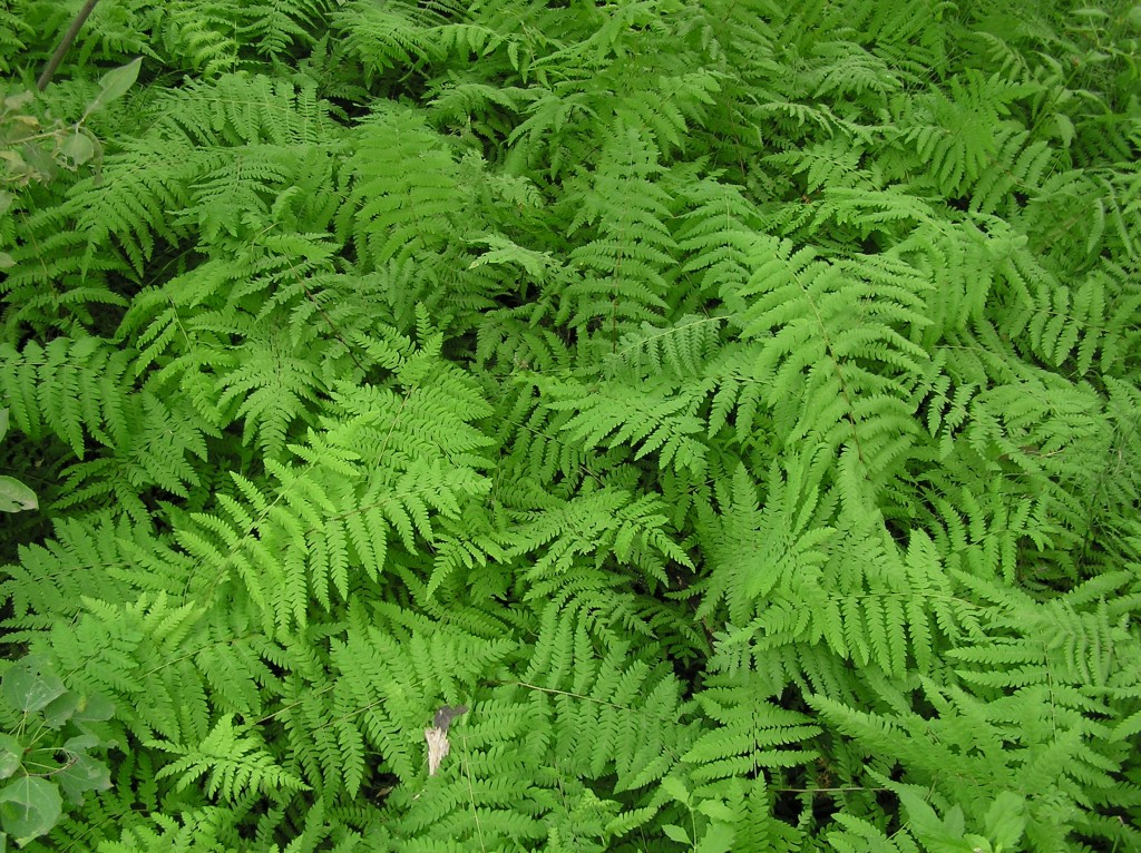 Osmunda claytoniana – Interrupted Fern | Baker Environmental Nursery