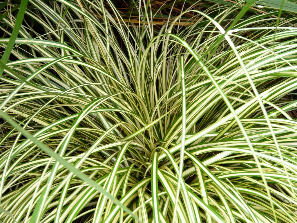 carex-oshimensis-evergold-evergold-sedge-baker-environmental-nursery