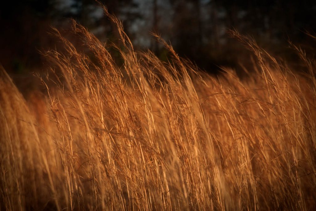 Andropogon virginicus Broomsedge Bluestem with copper orange fall and winter color